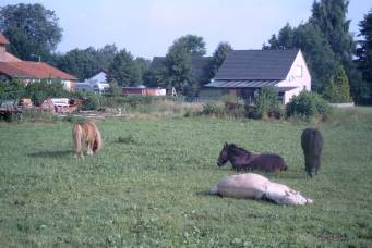 Unsere Pferde